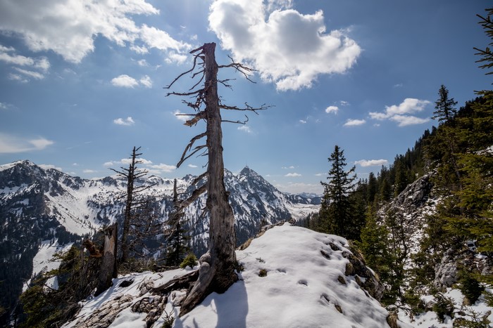 4K old tree on snowy mountains under sky with clouds