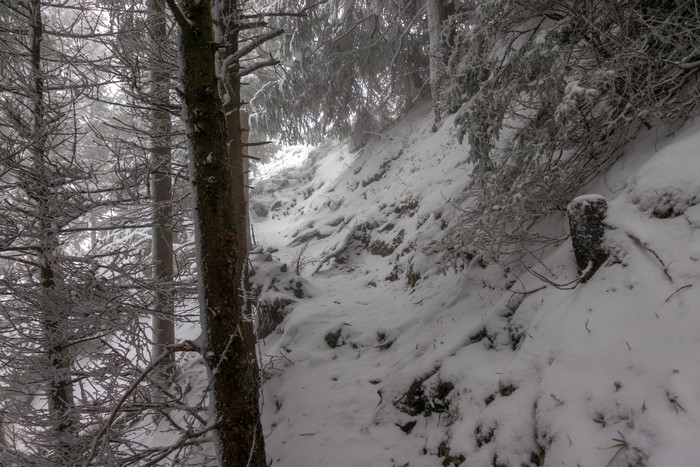Snowy mountain path through a forest