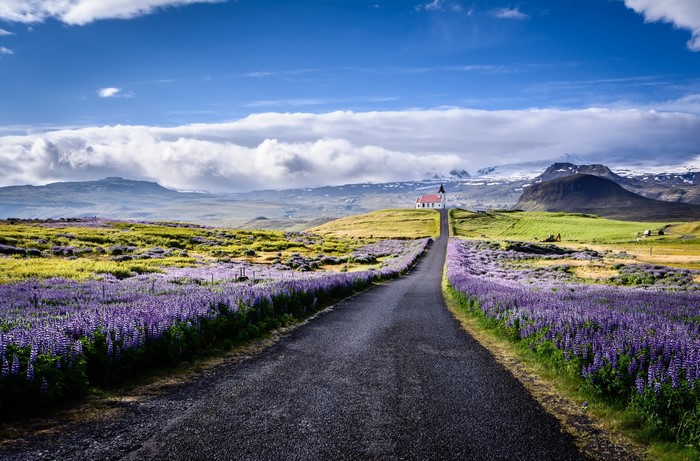 Road leading to a church with lavender fields in Iceland
