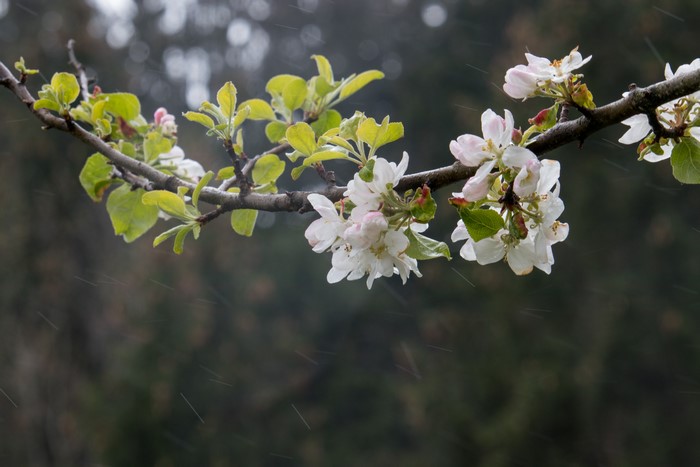 4K Apple Blossoms on a Branch in Rain