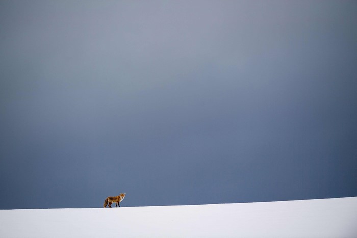 Fox standing on a snow-covered hill under a cloudy sky