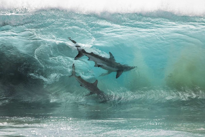 Two sharks swimming in a breaking ocean wave