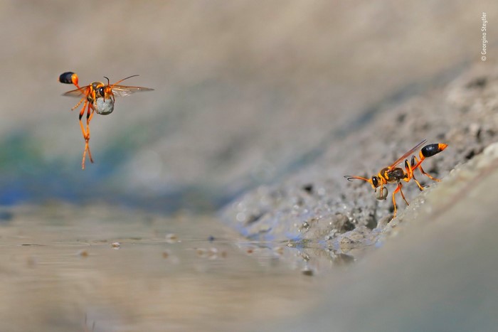 Two wasps collecting water from mud