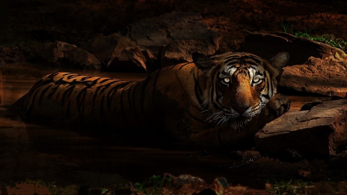 Tiger resting in water near rocks