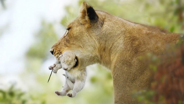 Lioness carrying a newborn cub in her mouth