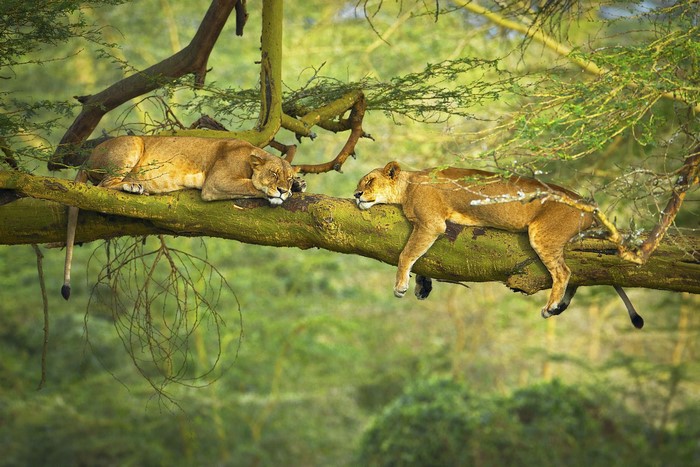 Two lions sleeping on a tree branch