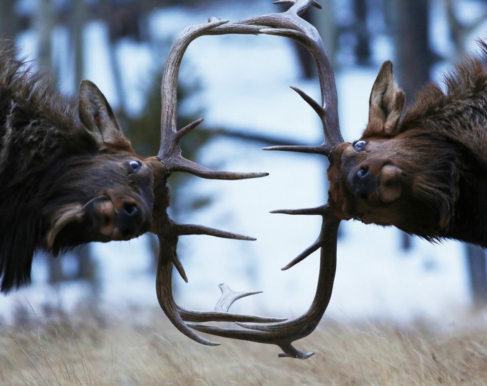 Two elk butting heads with antlers