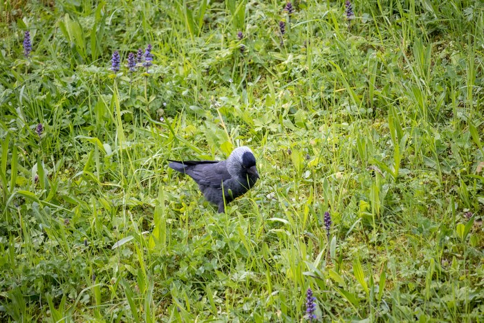 4K bird in green grass with purple flowers