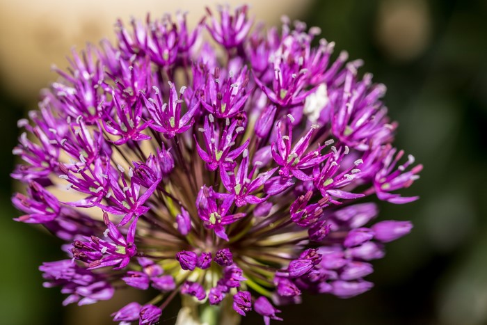 4K Macro Closeup of Purple Allium Flowers