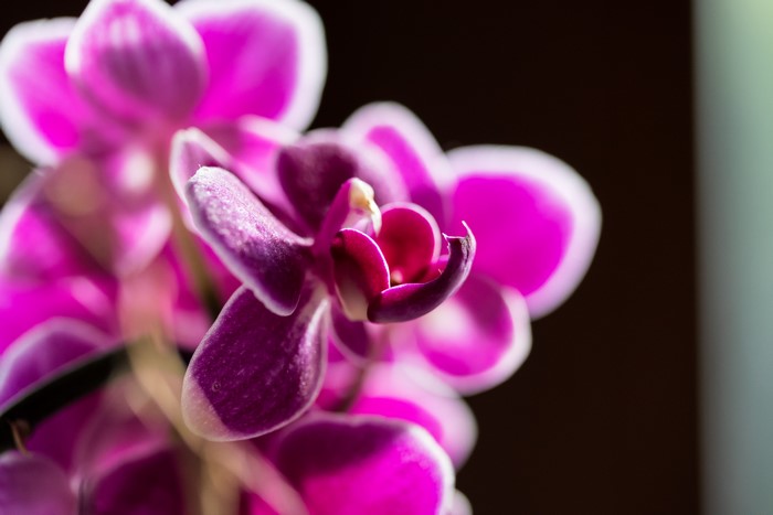 Pink orchids with white edges in macro view