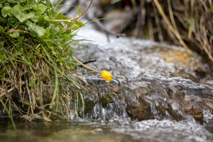 Yellow flower near a stream