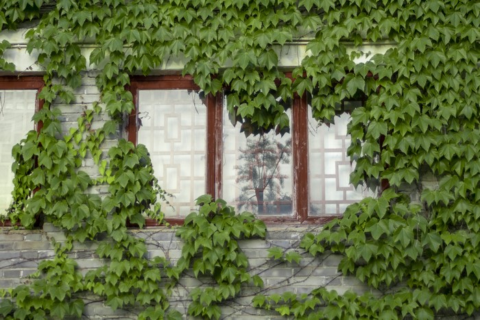 Ivy covered brick wall with windows