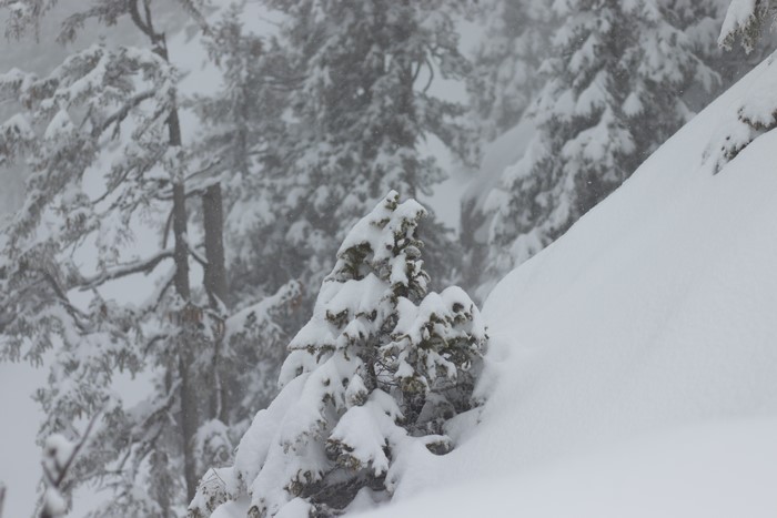 4K winter landscape with snow-covered fir trees