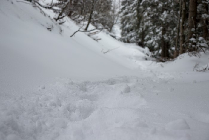 4K snow winter landscape with fir-trees
