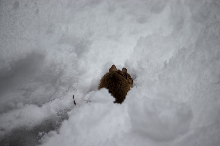 Mouse in the snow