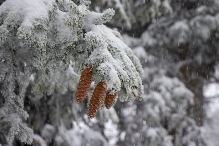 Pine cones on a snow-covered fir tree branch