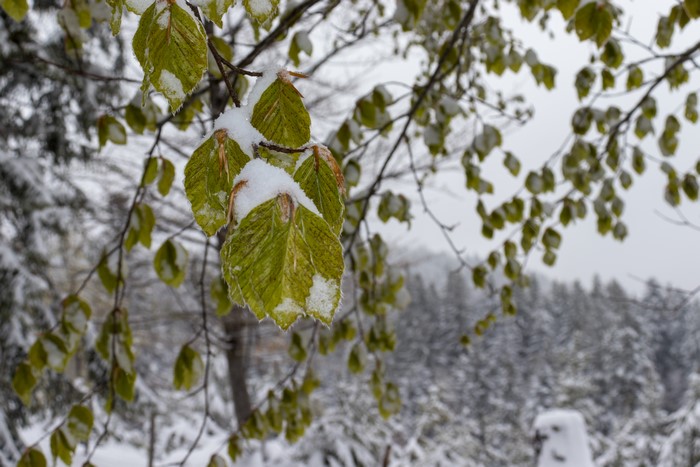 Leaves covered in snow in a forest