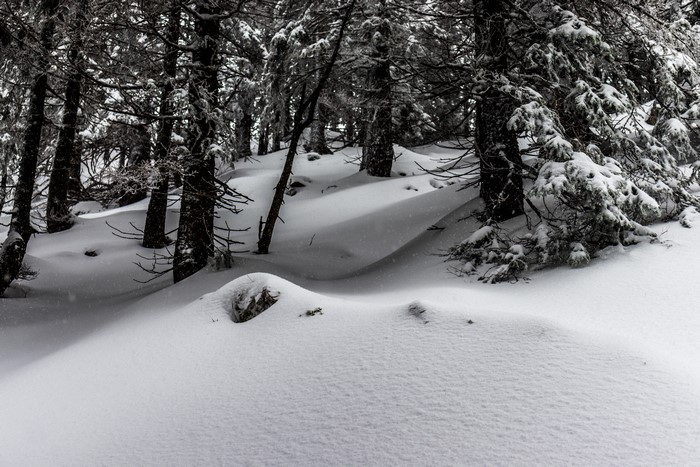 Winter forest with snow and fir trees