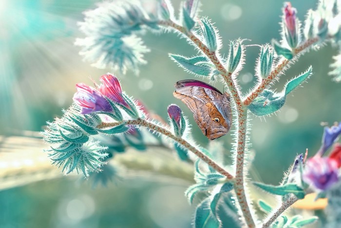 Macro shot of a butterfly on a fuzzy plant with pink flowers