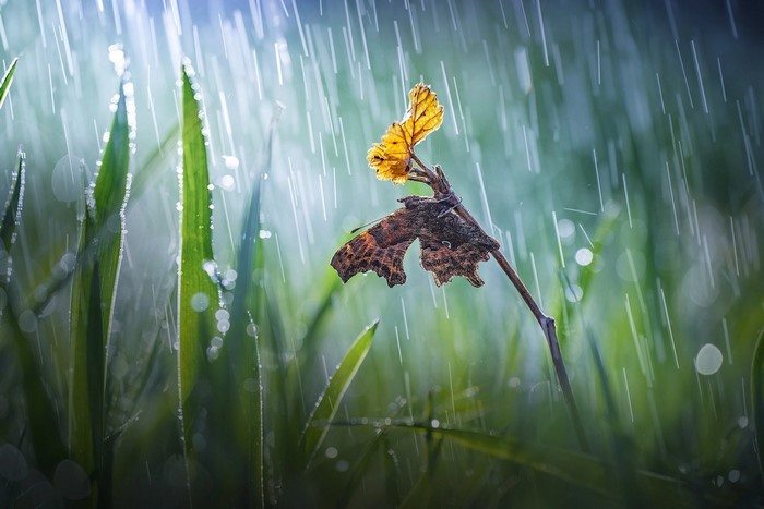 Butterfly on a branch in the rain