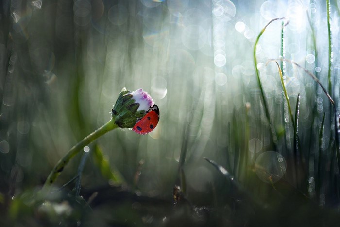 Ladybug on a daisy bud with dewdrops