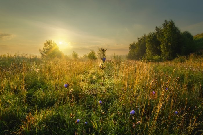 Spiderweb in a field at sunrise with wildflowers