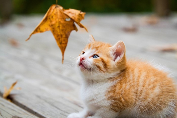 Orange tabby kitten looking up at a leaf