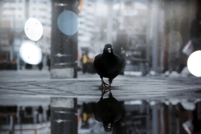 A pigeon walks on a wet city street with bokeh lights
