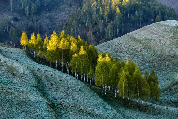 Birch trees on a grassy hillside in sunlight