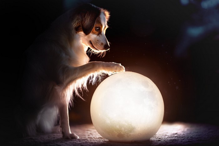 Dog touching a glowing moon lamp