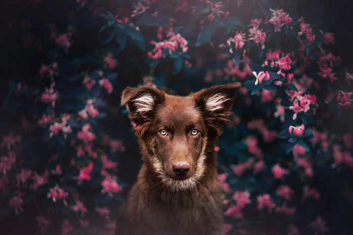 Brown dog with alert ears in front of pink flowers