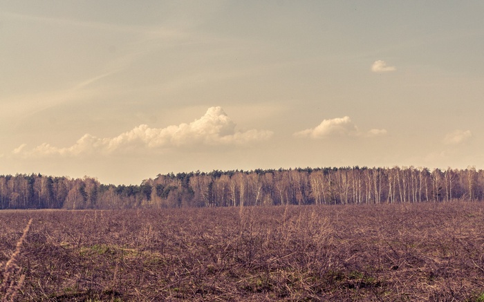 Field with dry grass and forest in the background