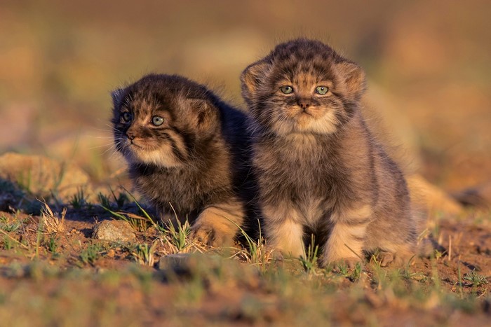 Adorable Baby Pallass Cats in Natural Habitat
