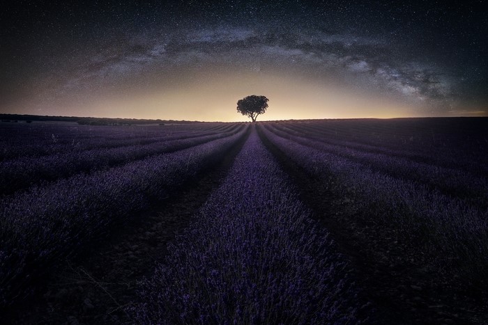 Lavender field under the Milky Way with a lone tree