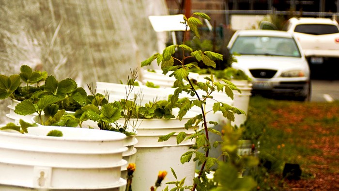 Strawberries growing in buckets with cars in the background