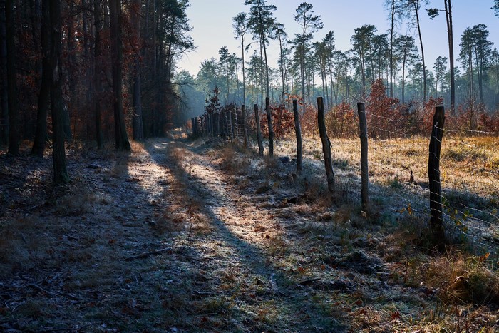 Frosty forest path with a wooden fence