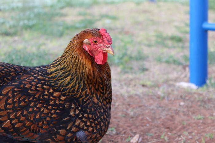 4K chickens birds animals