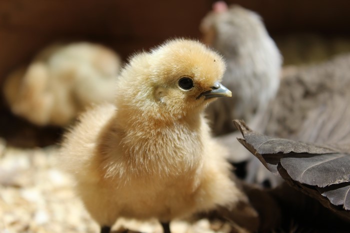 Fluffy baby silkie chickens in straw