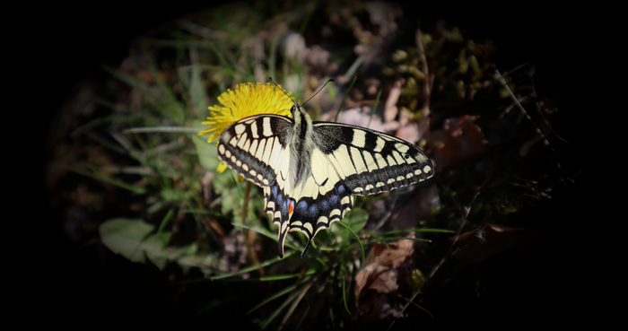 Butterfly on a yellow flower