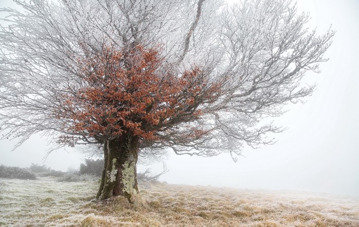 Tree with frost and brown leaves in mist