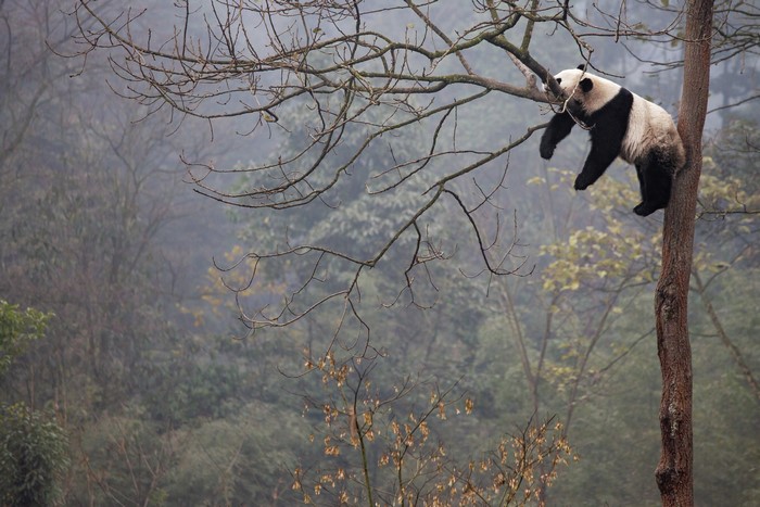 Panda sleeping on a tree branch