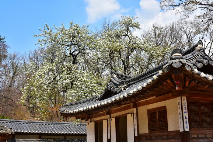 Korean architecture with blooming trees