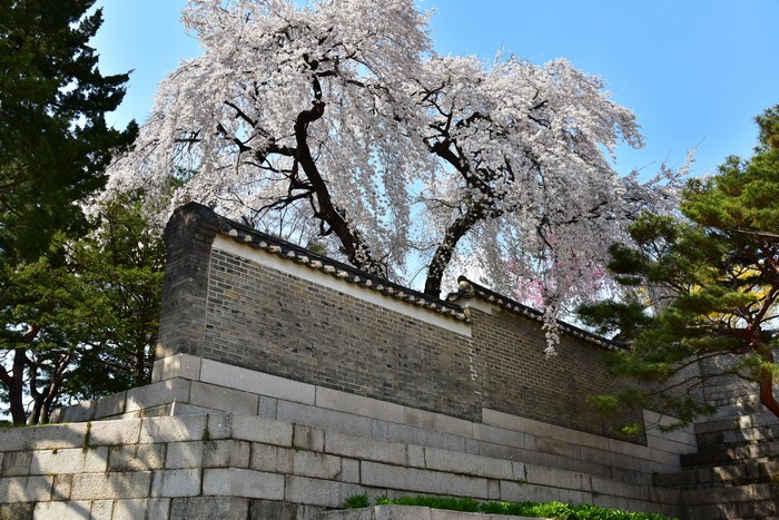 Korean architecture with cherry blossoms