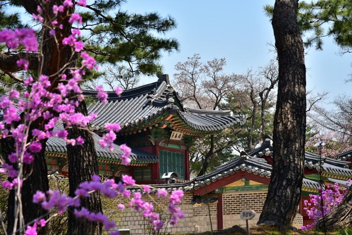 Korean traditional architecture with blooming flowers
