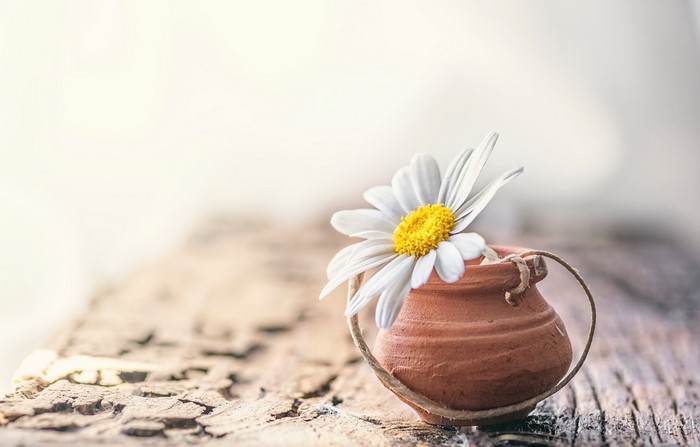 Chamomile flower in a small clay pot on wood