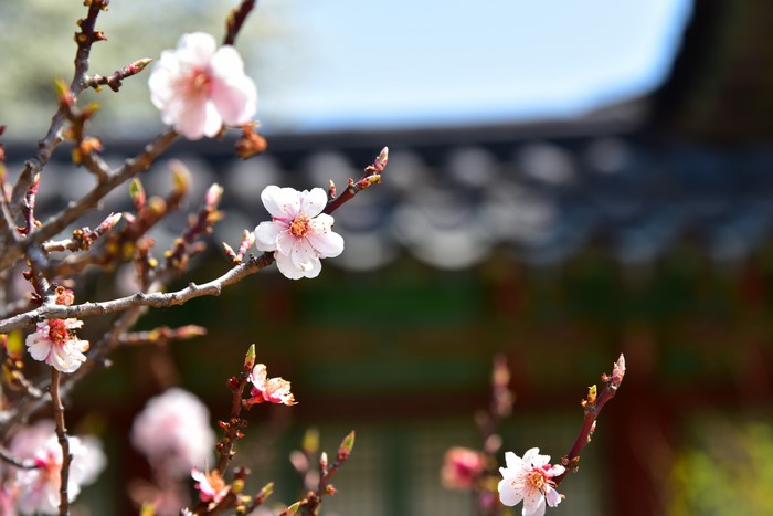 4K Korean flowers and plants
