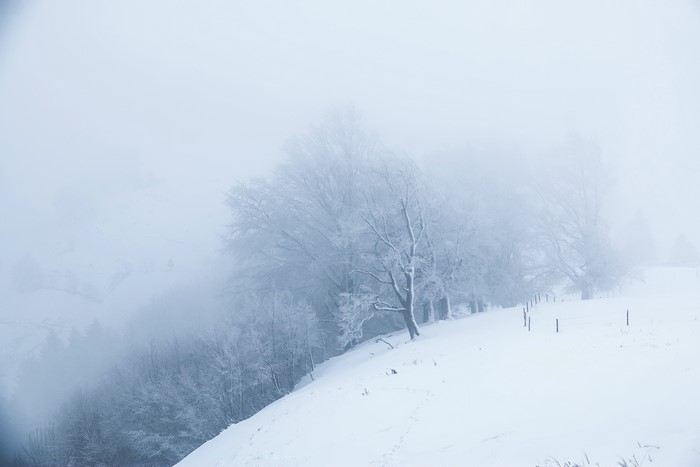Snowy trees in mist on a winter day