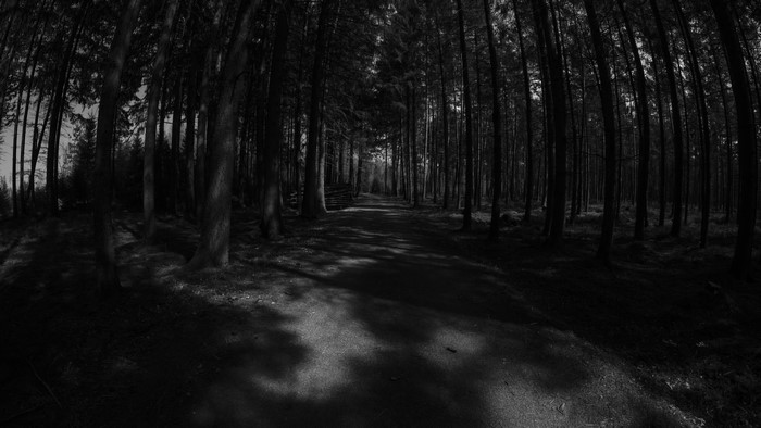 Monochrome forest path with tall trees