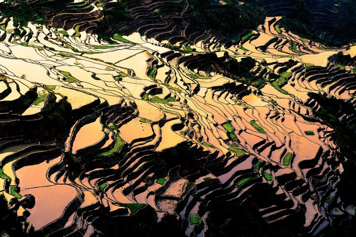 Aerial view of terraced rice fields at sunset