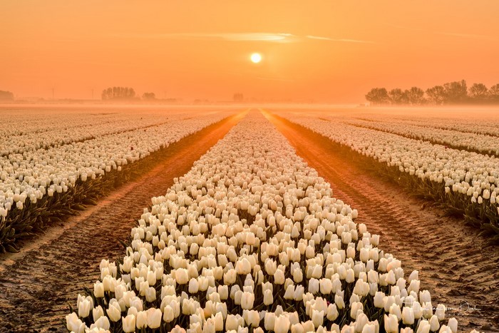 Field of white tulips at sunrise
